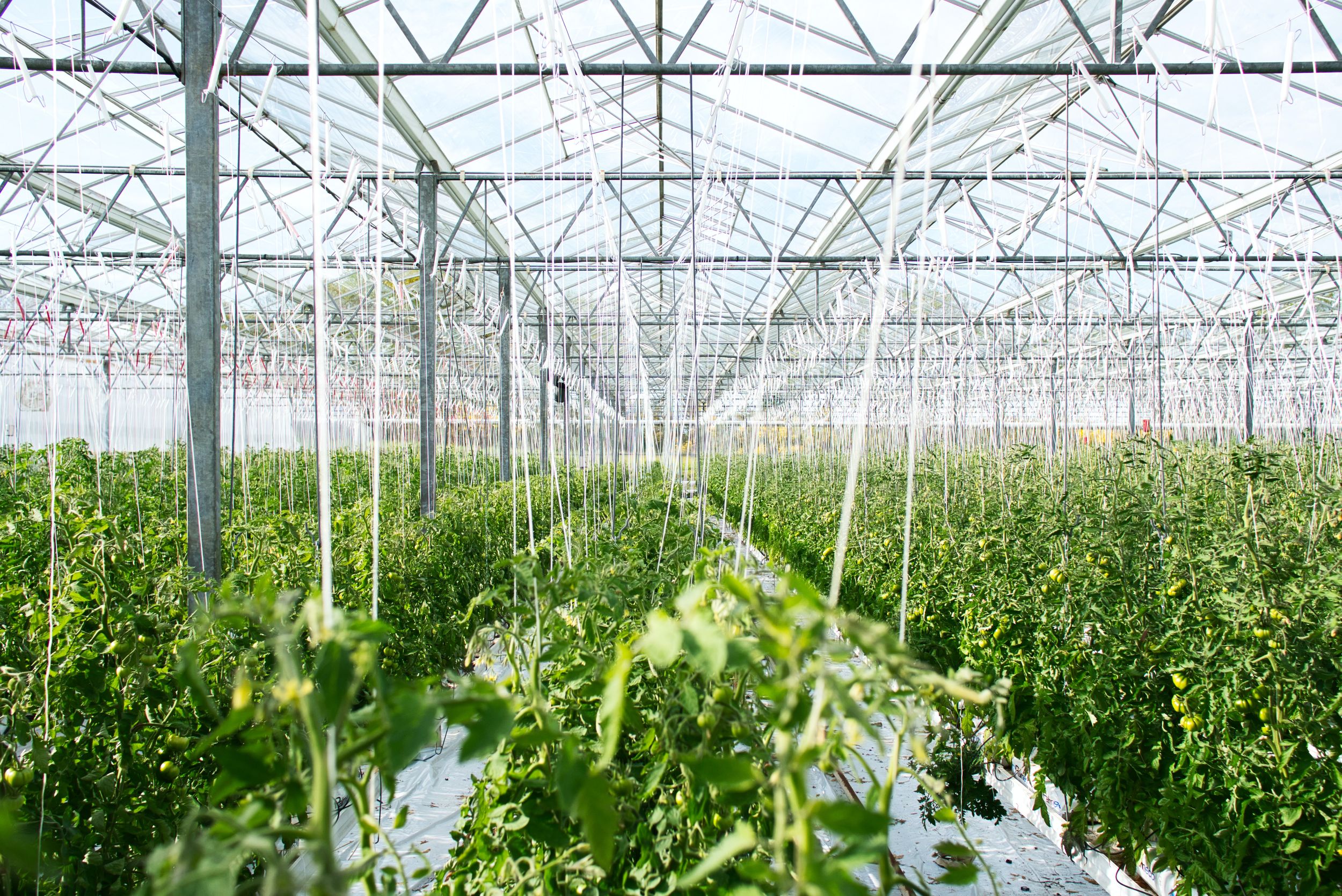 View of long greenhouse with plants