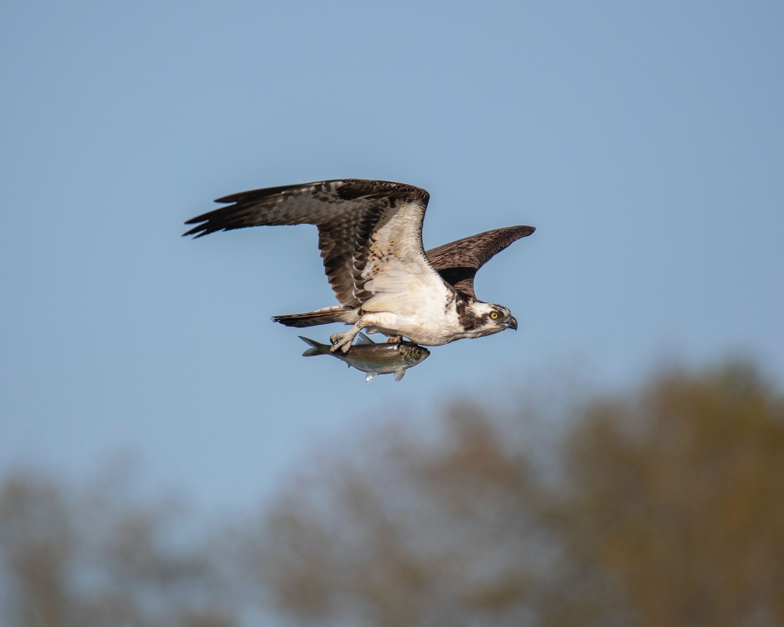 Osprey soars with a fish in its talons