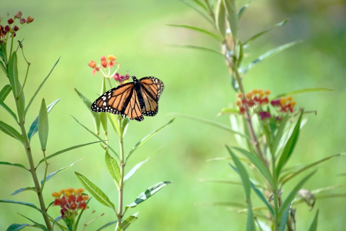 Butterfly sitting on lantana plant